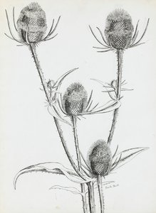devedikeni